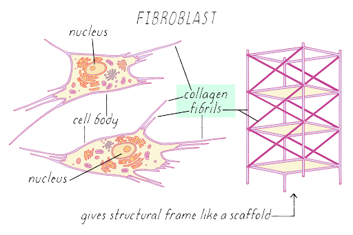 fibroblast diagram